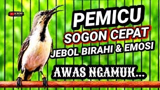 Download lagu Awas ngamuk‼️ Pancingan sogon agar jebol birahi & emosi bunyi gacor mp3