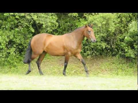 Cabanha Guanabara   Mutuca