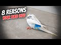 8 Common Reasons Your Bird Died