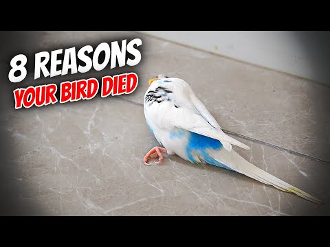 8 Common Reasons Your Bird Died