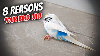 Download lagu 8 Common Reasons Your Bird Died mp3 Download lagu 8 Common Reasons Your Bird Died mp3