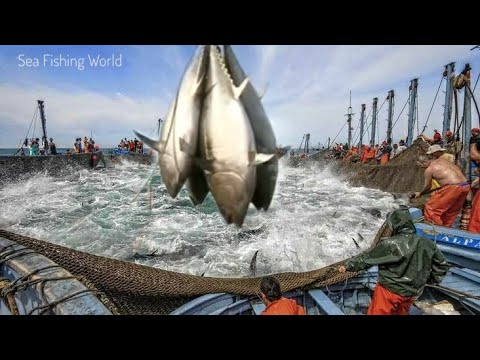 Amazing Fast Tuna Fishing Skill, Big Catch fishing in the deep sea | automatic lines catch fish