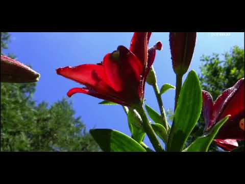 Njegujte blagost u domu