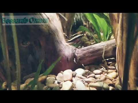 Малыши пельвикахромисов на прогулке