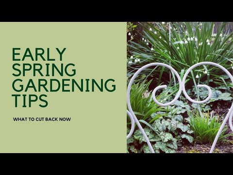 Early Spring Garden Tips & Tour - get out your secateurs and shears!
