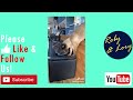 Brown Cat Try To Annoying Black Cat But Falled Funny Cat Video