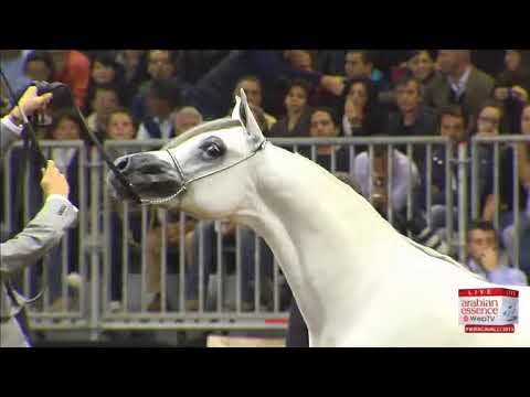 European Championships Verona 2013 - CLASS 4