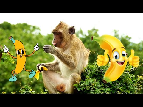 Funky Fruit Parade 🍇🍎  Fun Dance Song for Kids  Learn Fruits with Music!