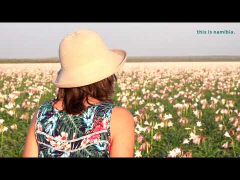 The Sandhof Lilies -  flowers bloom in arid Namibia