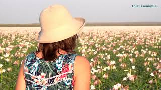 The Sandhof Lilies -  flowers bloom in arid Namibia