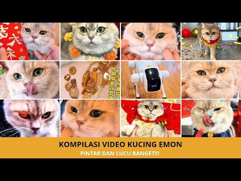 Kompilasi Tingkah Unik Kucing Emon yang Pintar Banget! Bikin Melongo 🤯🐱