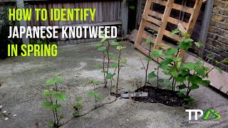 How To Identify Japanese Knotweed In The Spring