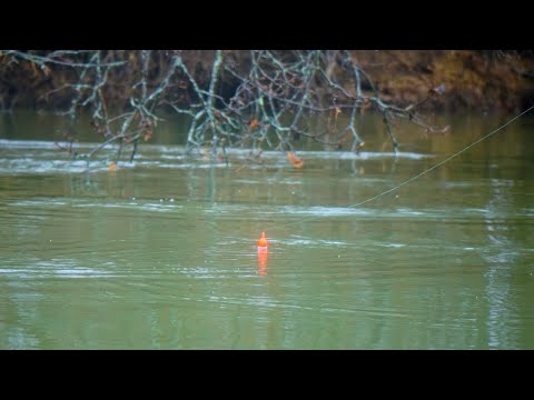 INSANE WINTER STEELHEAD BOBBER DOWNS! - Float Fishing Steelhead 2023