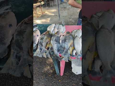 Variedad de Pescado en San Fernando de Apure 🇻🇪🎣😎🔥🎣🎣🇻🇪 #fishing #youtube #pesca #fish #food #sunday
