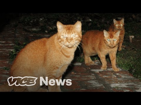 YouTube video about: Are there big cats in hawaii?