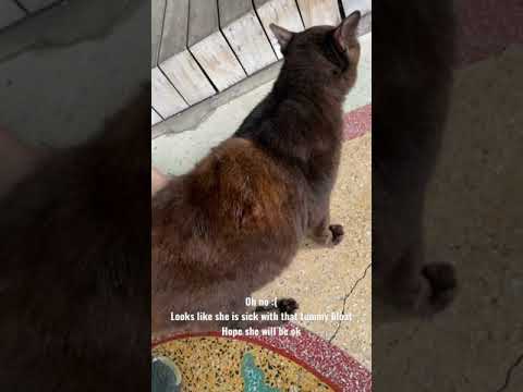 Tummy bloated cat :( #communitycats