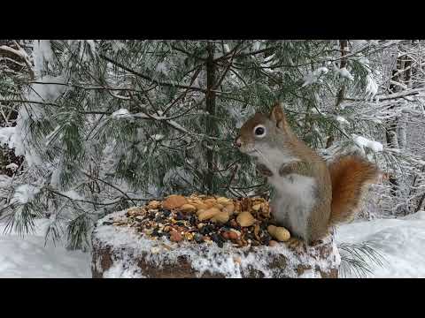 Snowy Stump - Little Red and More
