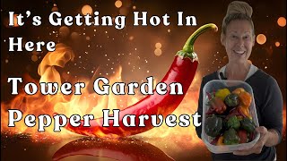 Learn How To #harvest Hot & Bell Peppers and Trim Back Your #towergarden To Fruit Again. #garden