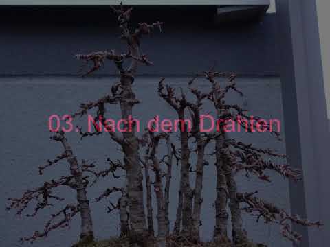 Bonsai Lärchenwald Umgestaltung