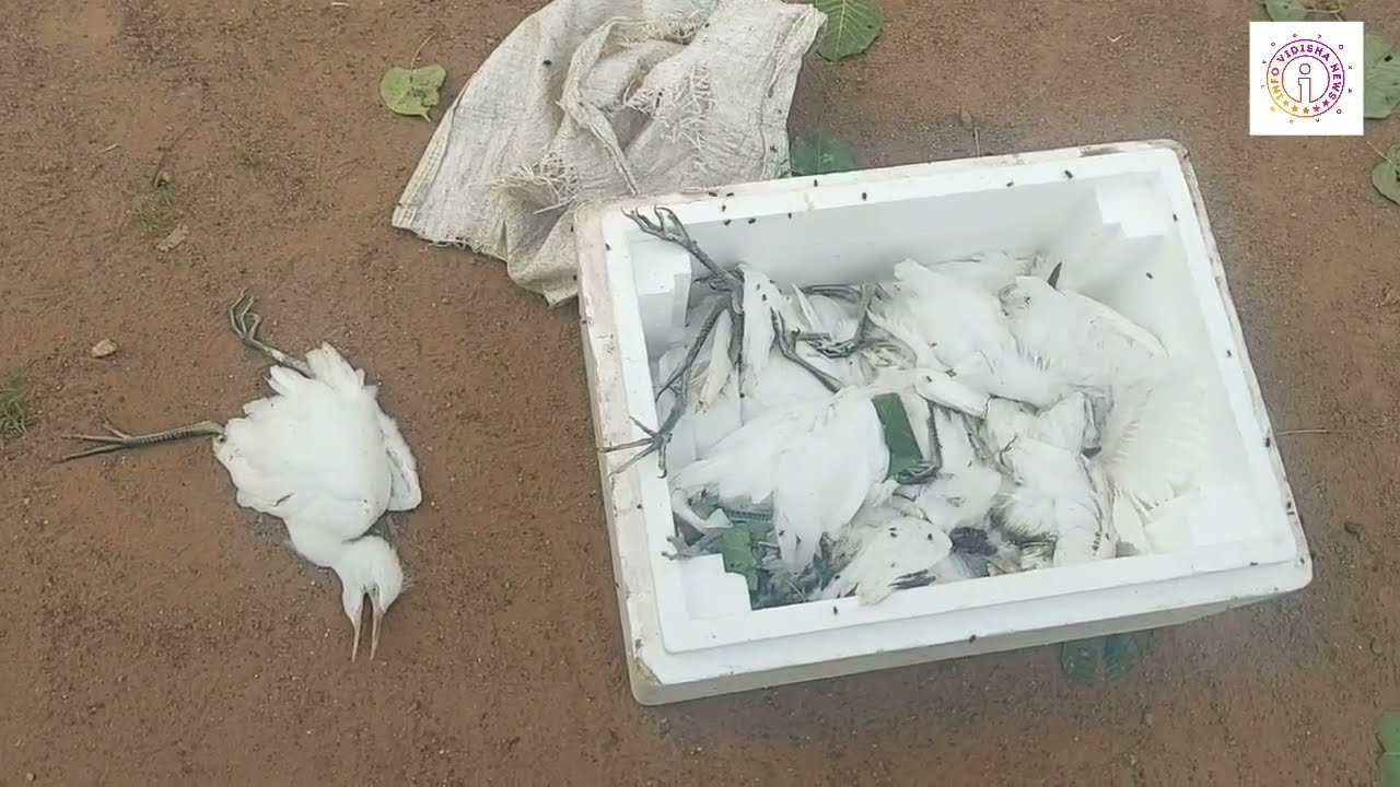 पक्षी तड़पते रहे, पेड़ कटते रहे,सामने आई विदिशा के शासकीय पशु चिकित्सालय के कर्मचारियों की निर्ममता