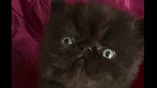 Sandy's Black Boy 2019