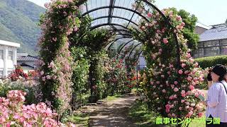 農事センターのバラ