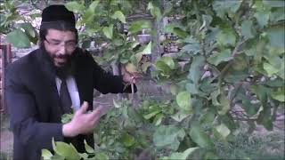 השקיה בשביעית    אז והיום