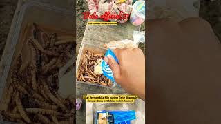 Download lagu UMPAN TEROBOSAN LELE BAWAL - Bale official21 #umpanjitu #mancingmania mp3 Download lagu UMPAN TEROBOSAN LELE BAWAL - Bale official21 #umpanjitu #mancingmania mp3