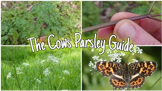 How To Forage Cows Parsley WITHOUT DYING!