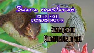 Download lagu suara masteran bajing kekes vs pijatung gunung mp3