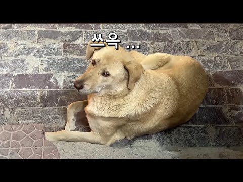 🇮🇳 6 레의 인도 진복이 운명적 만남 고산병이 무서워요