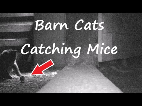 Barn Cats Catching Mice (Viewer Discretion is Advised)