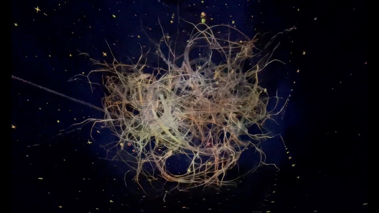 「チームラボ 」が京都にやってきた。