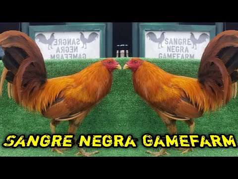 PUMPKIN CROSS 🔥 - SANGRE NEGRA FARM