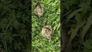 Download lagu The Cats! Real cats! 🤣💚💛#mycats #catlover #kucinglucu #kucingku #nature mp3 Download lagu The Cats! Real cats! 🤣💚💛#mycats #catlover #kucinglucu #kucingku #nature mp3