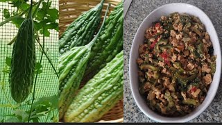 ORGANIC BITTER GOURD HARVEST / FROM GARDEN TO KITCHEN 🇩🇪💖