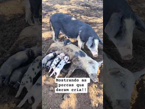 Mostrando as porcas que deram cria aqui na Fazenda Tetéu!! Crateús-Ce #suino #suinocultura #porcos