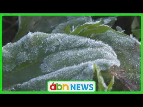 いつ冬のベールをかぶるかを知ることがなぜ重要なのでしょうか?効果はあるのでしょうか？  庭園