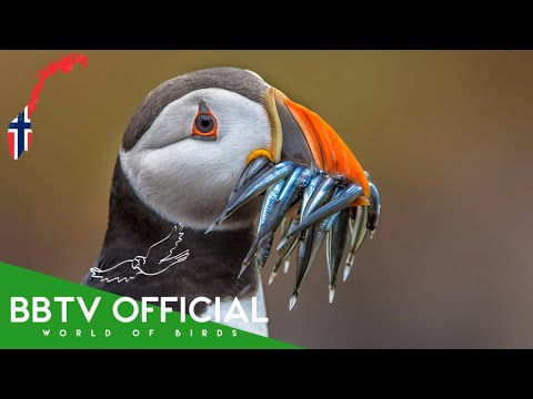 Birds of Norway | Most Beautiful Birds Found in Norway You've Never Seen | BBTV Official