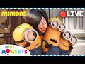 LIVE 🔴 ULTIMATE MINIONS MARATHON 🍌⚠️💛 Funny and Silly Minions Movie Clips | Mini Moments