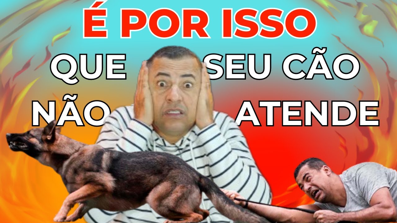 SEU CÃO NÃO ATENDE QUANDO VOCÊ CHAMA? FAÇA ISSO AGORA MESMO