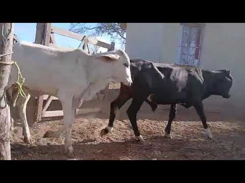  60 Bezerros e 20 Bezerras: 1.700 reais cada em Água Branca/ Paraíba. Whatsapp 84 99810 2784*#gado 