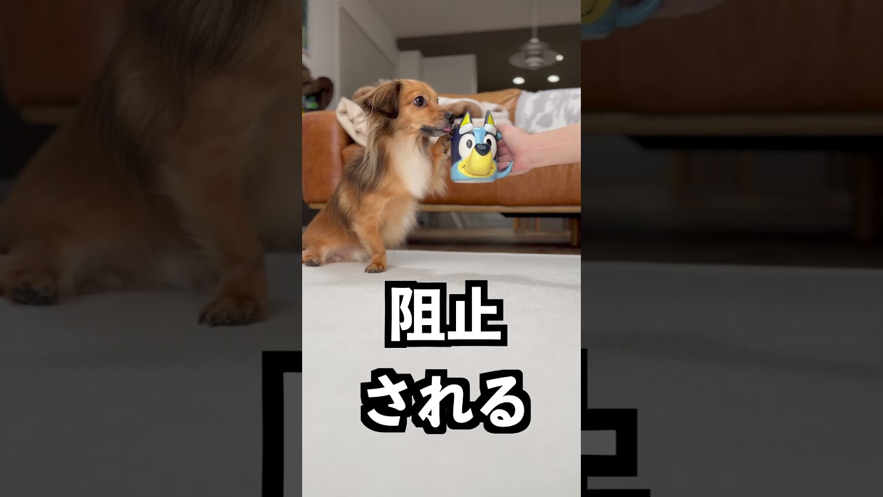 即販売中止された海外のコップが危険すぎた！