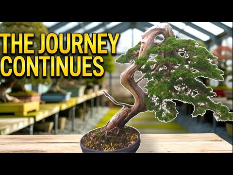 The Secret to Repotting a Juniper Bonsai (Step-by-Step Tutorial)