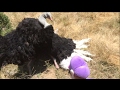 Waluigi Vs The Fe Fi Fo Fum Super Plush Mario