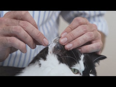 How to measure blood glucose in a cat - Diabetic cat