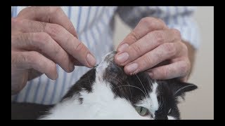 How to measure blood glucose in a cat - Diabetic cat