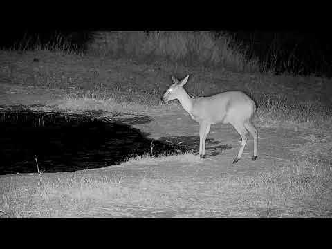 Djuma: Duiker drinking at the pan - 23:09 - 09/14/21