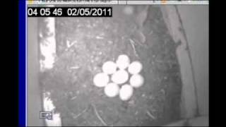 Willows #1 egg moving shell and peeping 4 am PST