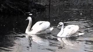 Swans (The Format Cover)